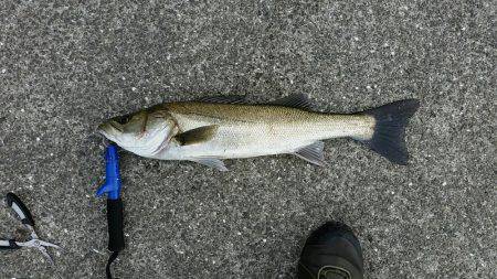 早朝シーバス釣行。底からの巻き上げで1ゲッ…